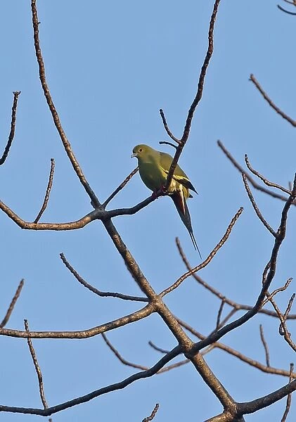 Pin-tailed Green-pigeon (Treron apicauda lowei) adult male, perched in bare tree, Dakdam Highland, Cambodia, January