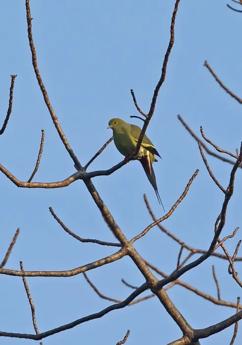 Framed Print : Pin-tailed Green-pigeon (Treron apicauda lowei) adult male, perched in bare tree, Dakdam Highland, Cambodia, January Framed Print : Pin-tailed Green-pigeon (Treron apicauda lowei) adult male, perched in bare tree, Dakdam Highland, Cambodia, January