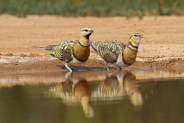 Pin-tailed Sandgrouse (Pterocles alchata) adult pair, drinking at pool, Aragon, Spain, july