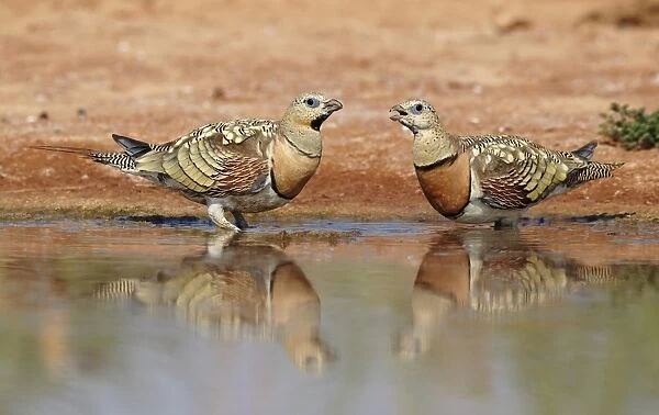 Pin-tailed Sandgrouse (Pterocles alchata) two adult males, in eclipse plumage, drinking at pool, Belchite Plains, Aragon, Spain, september