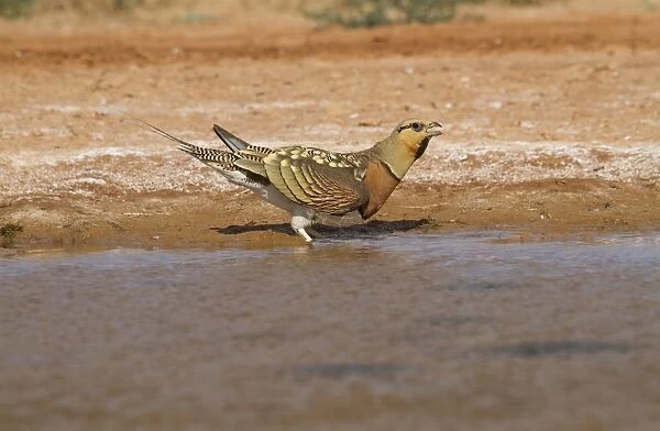 Pin-tailed Sandgrouse (Pterocles alchata) adult male, drinking at pool, Aragon, Spain, july