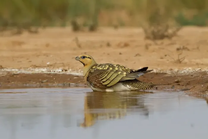 Framed Print : Pin-tailed Sandgrouse (Pterocles alchata) adult male, drinking and wetting breast feathers at pool, Aragon, Spain, july Framed Print : Pin-tailed Sandgrouse (Pterocles alchata) adult male, drinking and wetting breast feathers at pool, Aragon, Spain, july