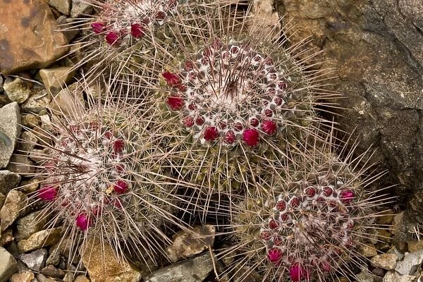 Pincushion Cactus (Mammillaria standleyi) flowering, Sonoran Desert, Arizona, U. S. A. february