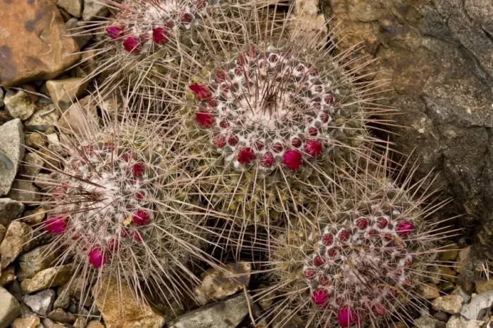 Framed Print : Pincushion Cactus (Mammillaria standleyi) flowering, Sonoran Desert, Arizona, U. S. A. february Framed Print : Pincushion Cactus (Mammillaria standleyi) flowering, Sonoran Desert, Arizona, U. S. A. february