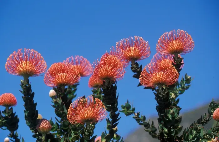 Framed Print : Pincushion Protea, Leucospermum cordifolium from South Africa