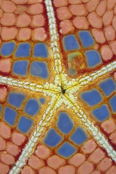 Pincushion Starfish (Culcita novaeguineae) adult, underside detail, Lembeh Straits, Sulawesi, Sunda Islands, Indonesia