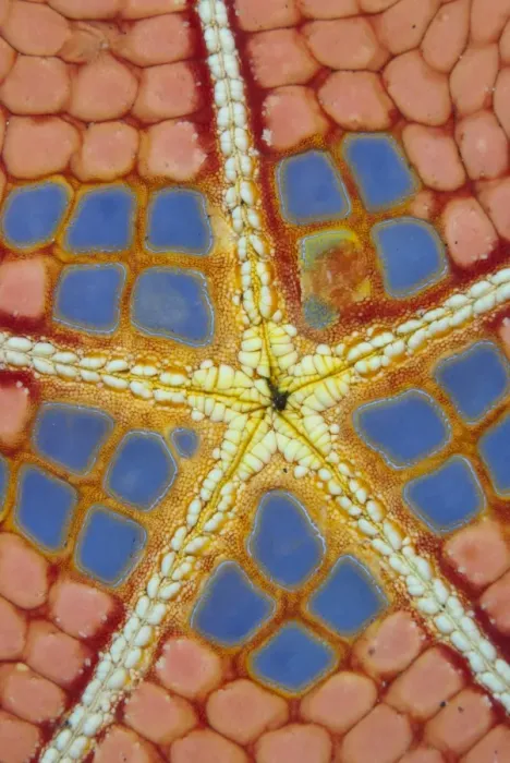 Framed Print : Pincushion Starfish (Culcita novaeguineae) adult, underside detail, Lembeh Straits, Sulawesi, Sunda Islands, Indonesia
