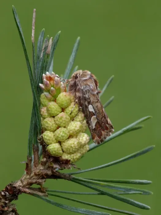 Framed Print : Pine Beauty Moth (Panolis flammea) adult, camouflaged on Scots Pine (Pinus sylvestris) buds, Leicestershire, England, may Framed Print : Pine Beauty Moth (Panolis flammea) adult, camouflaged on Scots Pine (Pinus sylvestris) buds, Leicestershire, England, may