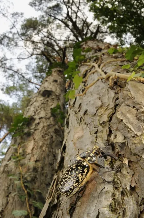 Framed Print : Pine Chafer (Polyphylla fullo) adult male, climbing on pine trunk, Italy, july Framed Print : Pine Chafer (Polyphylla fullo) adult male, climbing on pine trunk, Italy, july