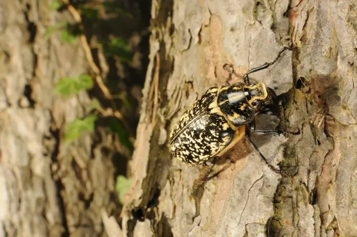 Framed Print : Pine Chafer (Polyphylla fullo) adult male, climbing on pine trunk, Italy, july Framed Print : Pine Chafer (Polyphylla fullo) adult male, climbing on pine trunk, Italy, july