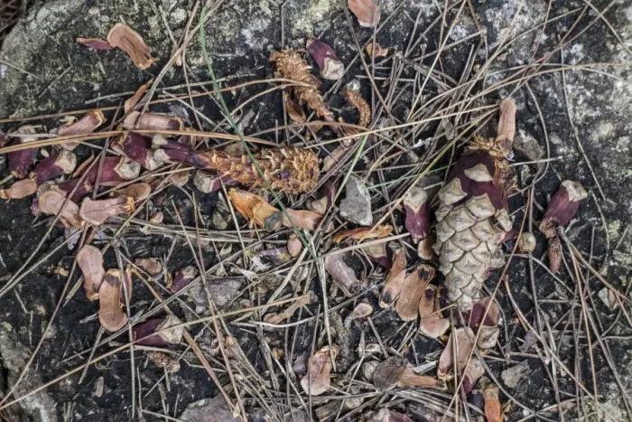 Framed Print : Pine cone remains after Grey Squirrel has eats the nuts Framed Print : Pine cone remains after Grey Squirrel has eats the nuts