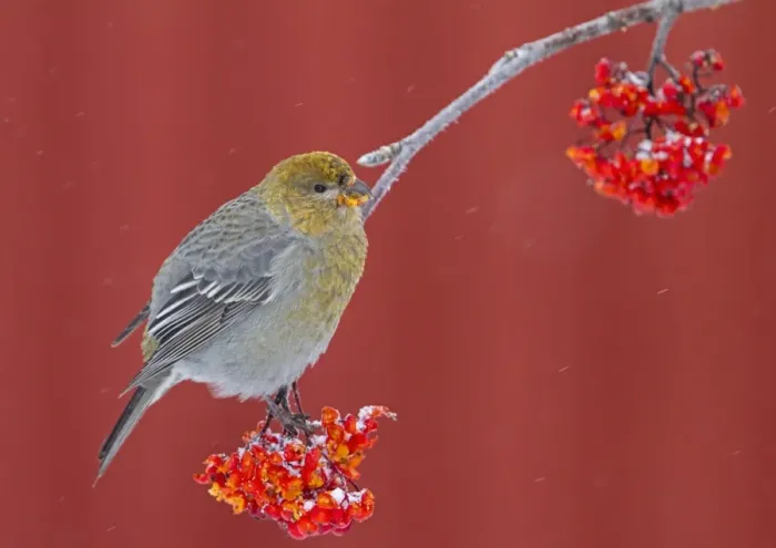 Framed Print : Pine Grosbeak (Pinicola enucleator) adult female, feeding on rowan berries during snowfall, Finland, October Framed Print : Pine Grosbeak (Pinicola enucleator) adult female, feeding on rowan berries during snowfall, Finland, October
