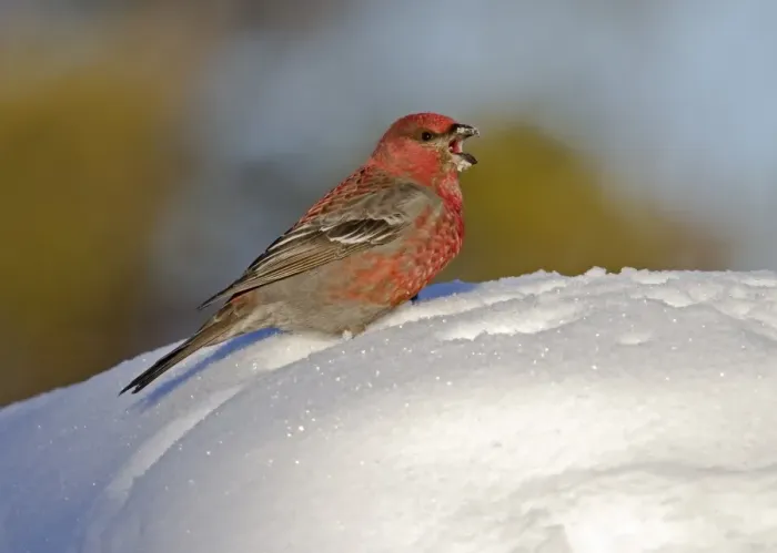 Framed Print : Pine Grosbeak (Pinicola enucleator) adult male, calling, standing on snow, Finnish Lapland, Finland, march Framed Print : Pine Grosbeak (Pinicola enucleator) adult male, calling, standing on snow, Finnish Lapland, Finland, march