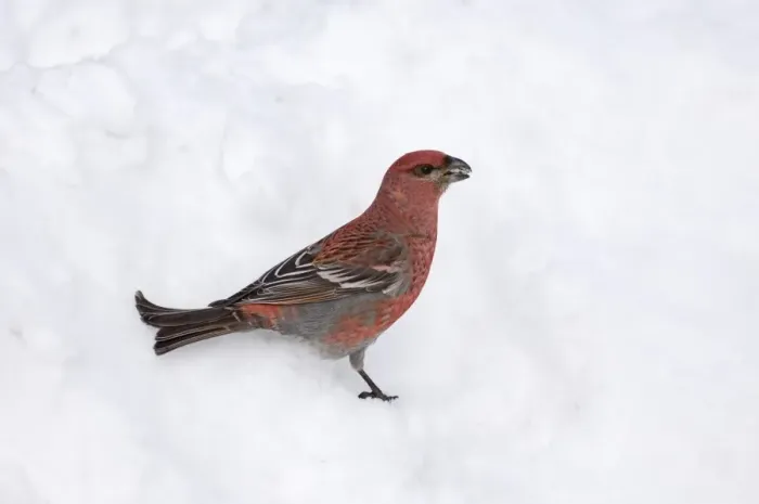 Framed Print : Pine Grosbeak (Pinicola enucleator) adult male, standing on snow in coniferous forest, Lapland, Finland, march Framed Print : Pine Grosbeak (Pinicola enucleator) adult male, standing on snow in coniferous forest, Lapland, Finland, march