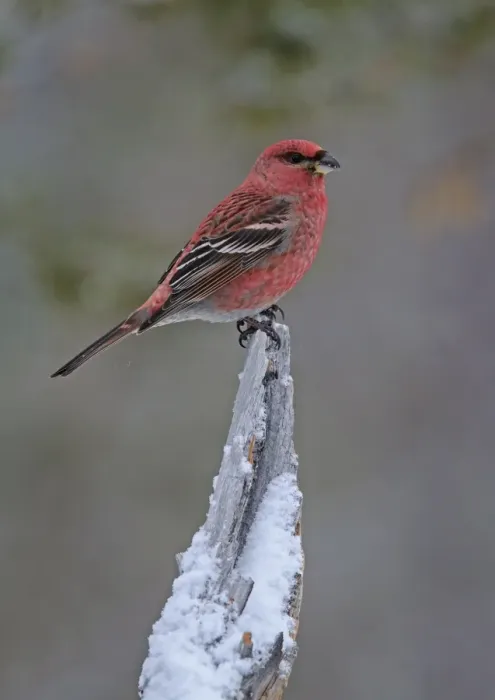 Framed Print : Pine Grosbeak (Pinicola enucleator) adult male, perched on snow covered stump, Lapland, Finland, March Framed Print : Pine Grosbeak (Pinicola enucleator) adult male, perched on snow covered stump, Lapland, Finland, March