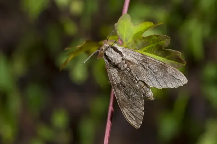 Framed Print : Pine Hawkmoth (Hyloicus pinastri) adult, resting on leaf, Norfolk, England, June Framed Print : Pine Hawkmoth (Hyloicus pinastri) adult, resting on leaf, Norfolk, England, June