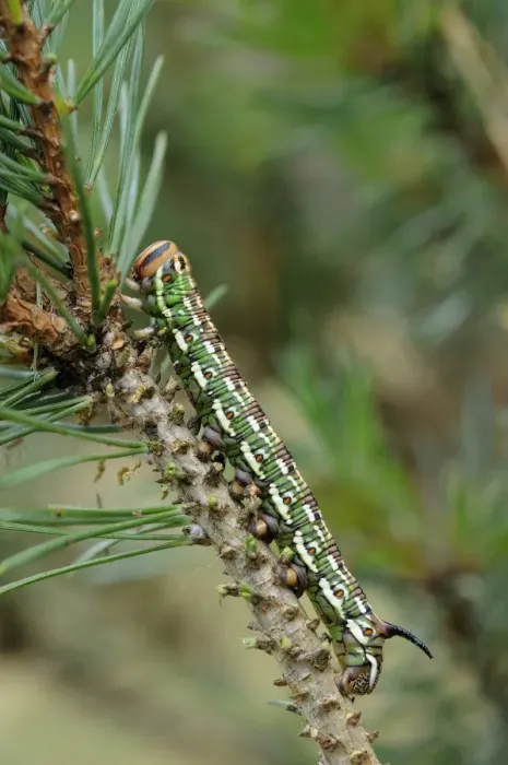 Framed Print : Pine Hawkmoth (Hyloicus pinastri) fully grown larva, feeding on Scots Pine (Pinus sylvestris) Framed Print : Pine Hawkmoth (Hyloicus pinastri) fully grown larva, feeding on Scots Pine (Pinus sylvestris)
