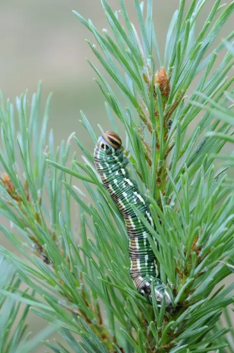 Framed Print : Pine Hawkmoth (Hyloicus pinastri) larva, feeding on Scots Pine (Pinus sylvestris) Framed Print : Pine Hawkmoth (Hyloicus pinastri) larva, feeding on Scots Pine (Pinus sylvestris)
