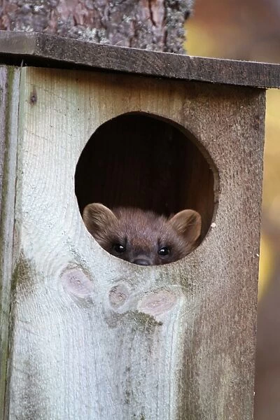 Pine Marten (Martes martes) adult female, looking out from goldeneye nestbox in tree, Cairngorms N. P