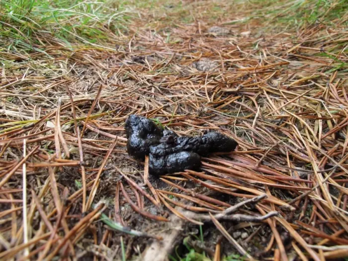 Framed Print : Pine Marten (Martes martes) droppings on fallen pine needles, Abernethy Forest N. N. R. Cairngorms N. P Framed Print : Pine Marten (Martes martes) droppings on fallen pine needles, Abernethy Forest N. N. R. Cairngorms N. P
