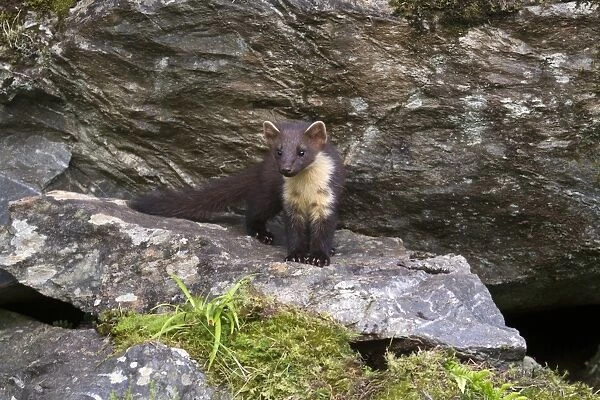 Pine Marten (Martes martes) immature, standing on rock, Ardnamurchan, Lochaber, Argyll, Highlands, Scotland, July