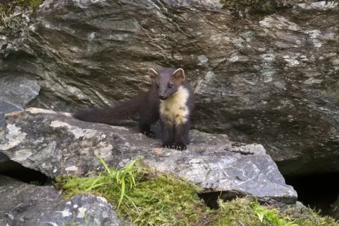 Framed Print : Pine Marten (Martes martes) immature, standing on rock, Ardnamurchan, Lochaber, Argyll, Highlands, Scotland, July Framed Print : Pine Marten (Martes martes) immature, standing on rock, Ardnamurchan, Lochaber, Argyll, Highlands, Scotland, July