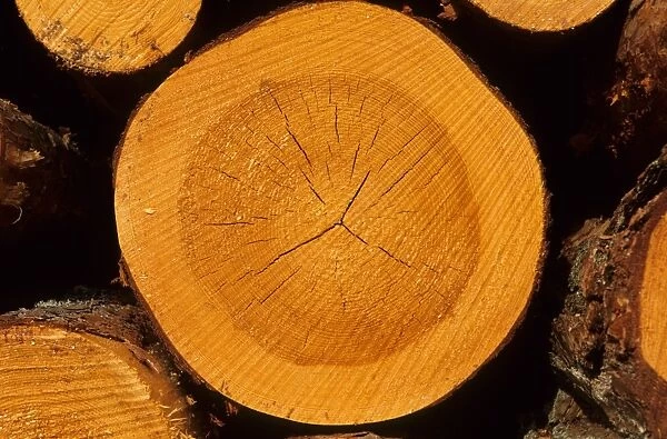 Pine (Pinus sp. ) close-up of annual growth rings of cross-section of log, Sweden