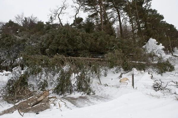 Pine (Pinus sp. ) trees blown across snow covered farm road after severe winter storm, Cumbria, England, March