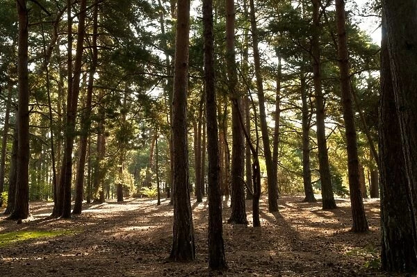 Pine (Pinus sp. ) woodland habitat, Thursley Common National Nature Reserve, Surrey, England, july