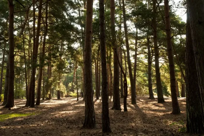 Framed Print : Pine (Pinus sp. ) woodland habitat, Thursley Common National Nature Reserve, Surrey, England, july Framed Print : Pine (Pinus sp. ) woodland habitat, Thursley Common National Nature Reserve, Surrey, England, july