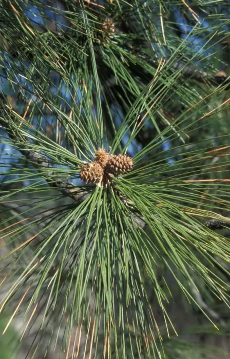 Framed Print : Pine Ponderosa or 5estern Yellow Pine (Pinus ponderosa) Shoots and young cones Framed Print : Pine Ponderosa or 5estern Yellow Pine (Pinus ponderosa) Shoots and young cones