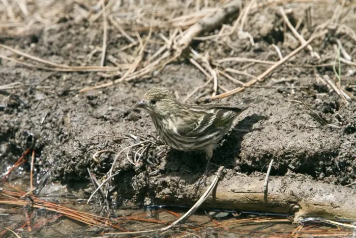 Framed Print : Pine Siskin female at drinking pool Framed Print : Pine Siskin female at drinking pool