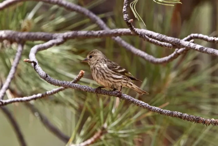 Framed Print : Pine Siskin female perched in pine tree Framed Print : Pine Siskin female perched in pine tree