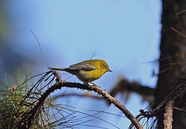 Pine Warbler (Dendroica pinus chrysoleuca) adult, perched on pine twig, Bahoruco Mountains N. P