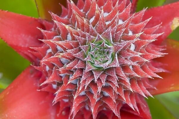 Pineapple (Ananas comosus) close-up of flower and forming fruit, Palawan, Philippines, march
