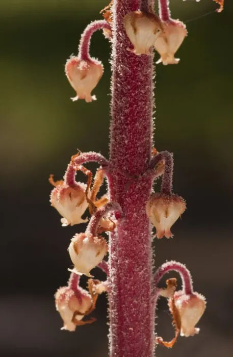 Framed Print : Pinedrops (Pterospora andromedea) close-up of flowers, growing in pine woodland, Oregon, U. S. A. july