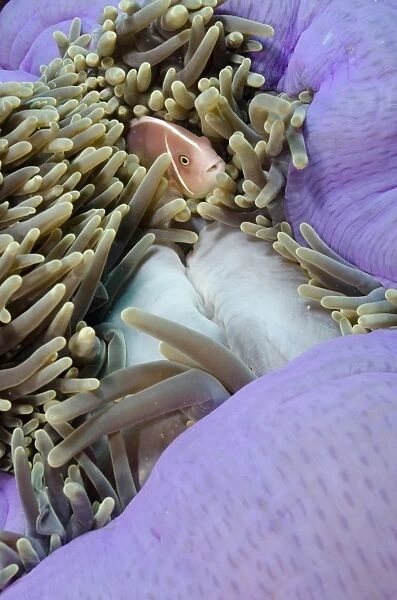 Pink Anemonefish (Amphiprion perideraion) adult, sheltering amongst Magnificent Sea Anemone (Heteractis magnifica)