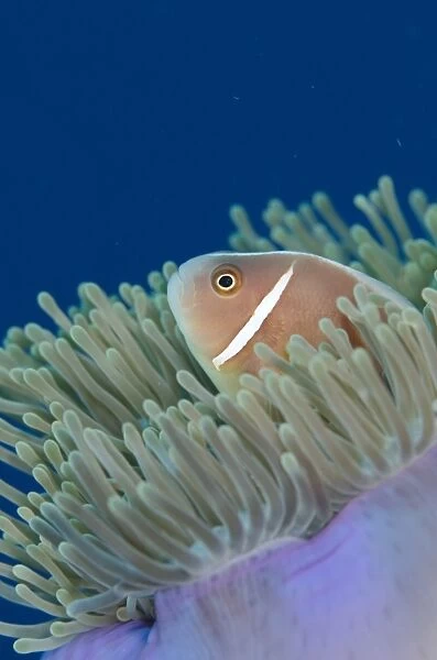 Pink Anemonefish (Amphiprion perideraion) adult, sheltering amongst Magnificent Sea Anemone (Heteractis magnifica)