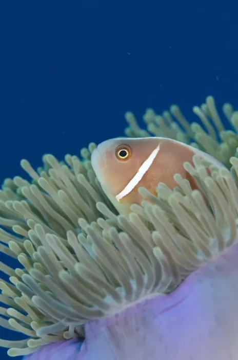 Framed Print : Pink Anemonefish (Amphiprion perideraion) adult, sheltering amongst Magnificent Sea Anemone (Heteractis magnifica)