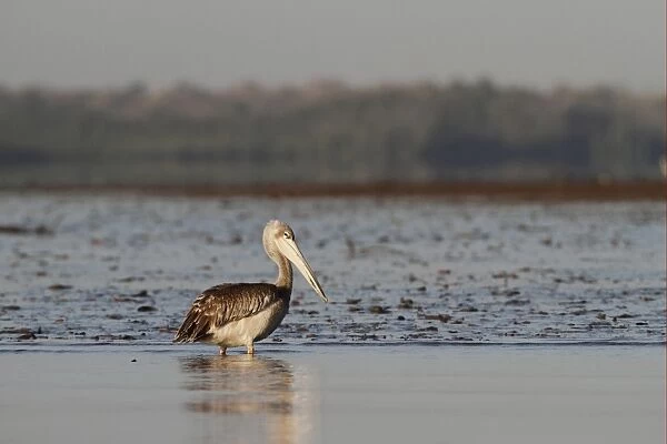 Pink-backed Pelican (Pelecanus rufescens) immature, standing in shallow on beach, Gambia, january