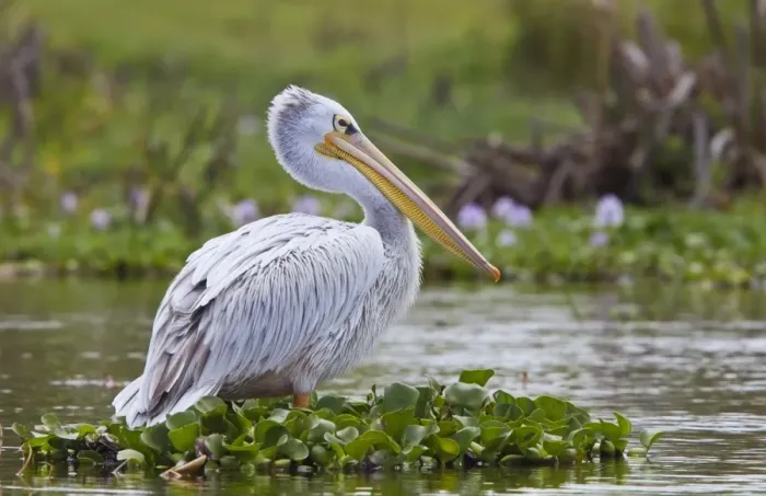 Framed Print : Pink-backed Pelican (Pelecanus rufescens) adult, breeding plumage, standing on aquatic vegetation, Lake Naivasha