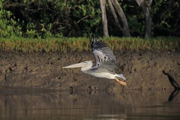 Pink-backed Pelican (Pelecanus rufescens) adult, non-breeding plumage, in flight over river, Gambia, January