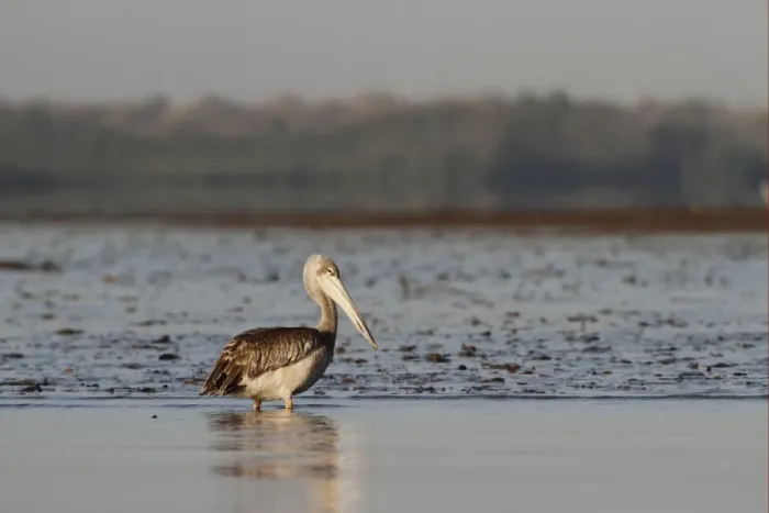 Framed Print : Pink-backed Pelican (Pelecanus rufescens) immature, standing in shallow on beach, Gambia, january Framed Print : Pink-backed Pelican (Pelecanus rufescens) immature, standing in shallow on beach, Gambia, january