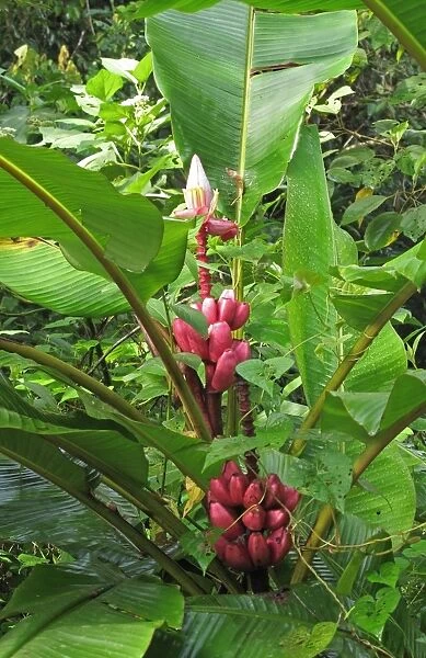 Pink Banana (Musa velutina) in fruit, growing in forest, Canopy Lodge, El Valle, Panama, October