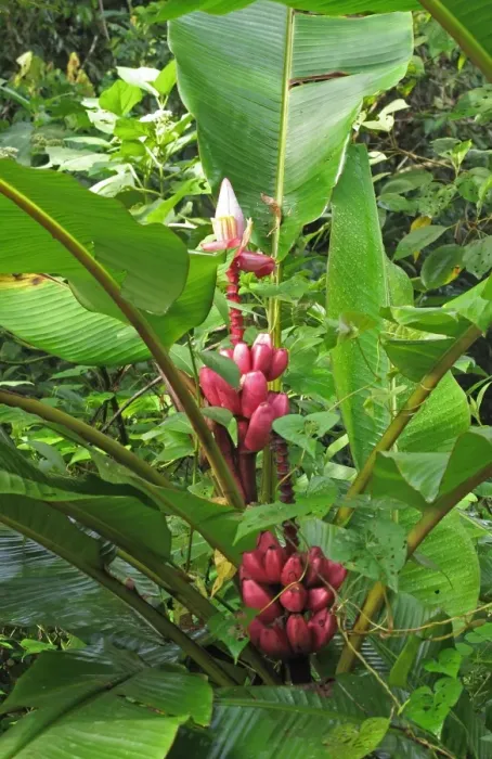 Framed Print : Pink Banana (Musa velutina) in fruit, growing in forest, Canopy Lodge, El Valle, Panama, October Framed Print : Pink Banana (Musa velutina) in fruit, growing in forest, Canopy Lodge, El Valle, Panama, October
