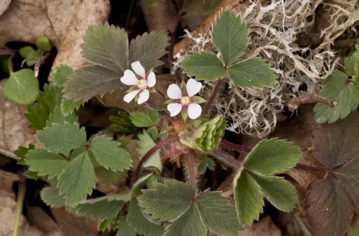 Framed Print : Pink Barren Strawberry (Potentilla micrantha) flowering, growing in woodland, Northern Greece, April Framed Print : Pink Barren Strawberry (Potentilla micrantha) flowering, growing in woodland, Northern Greece, April
