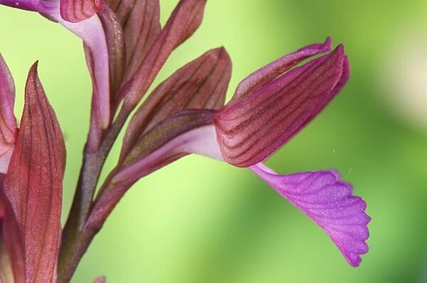 Pink Butterfly Orchid (Orchis papilionacea) close-up of flowers, Italy