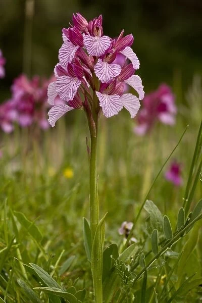 Pink Butterfly Orchid (Orchis papilionacea) flowering, Sardinia, Italy, April