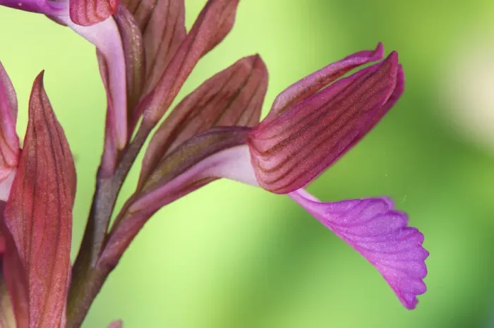 Framed Print : Pink Butterfly Orchid (Orchis papilionacea) close-up of flowers, Italy Framed Print : Pink Butterfly Orchid (Orchis papilionacea) close-up of flowers, Italy