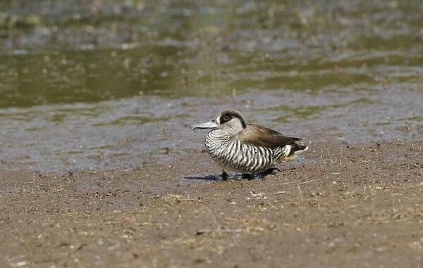 Pink-eared Duck (Malacorhynchus membranaceus) adult, standing on mudflat, Hasties Swamp N. P